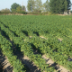 UPA-UCE defiende el peso económico y social del tabaco en las comarcas productoras de Extremadura