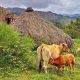 Vacas EUROPA PRESS