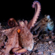 Un pulpo levanta su brazo CHELSEA BENNICE, FLORIDA ATLANTIC UNIVERSITY