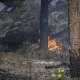 Los bomberos y las fuerzas de seguridad están trabajando cerca del incendio que se declaró este domingo en el bosque de Fontainebleau (Francia) Europa Press/Contacto/Sebastien Toubon