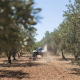 Un tractor realiza tareas de labranza en un olivar | Europa Press