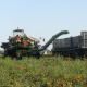 Cooperativas Agro-alimentarias Extremadura prevé un 10% menos de tomate para industria por el calor extremo