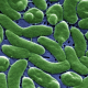 Imagen al microscopio, coloreada, de la bacteria 'Vibrio vulnificus'. ISCIII