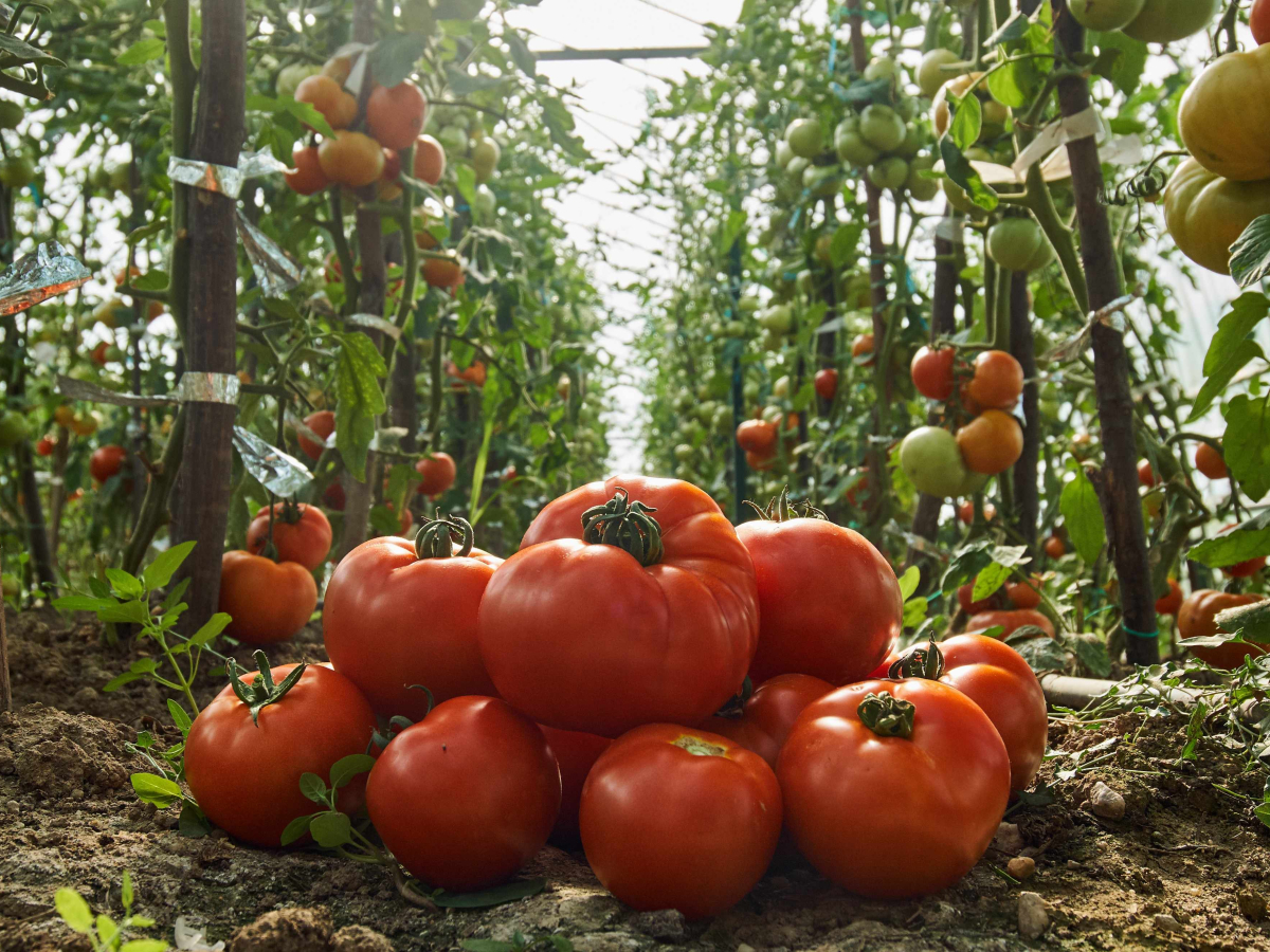 Tomates de invernadero (Fotor cedida por CropLife Europe). Tomates de invernadero (Fotor cedida por CropLife Europe).