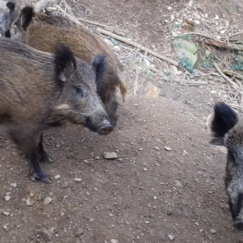 Nuevo positivo de peste porcina africana en Catalunya dentro del área de alto riesgo