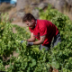Las cooperativas agroalimentarias de Baleares auguran caídas de producción de hasta el 40% si continúa la ola de calor