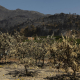 Los destrozos del incendio de la Vall d'Uixó en el campo superan los 35 millones, según AVA-Asaja