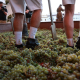 El Marco de Jerez supera los siete millones de kilos de uva en el arranque de la vendimia