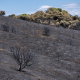 incendios forestales