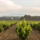 La compra de uva de la D.O. Cava aportará cerca de 100 millones a los viticultores catalanes
