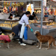 Una mujer da de comer a unos perros en un mercado en Lima, Perú. Europa Press/Contacto/Mariana Bazo