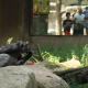 EuropaPress 6892256 chimpance zoo barcelona agosto 2025 barcelona catalunya espana zoo