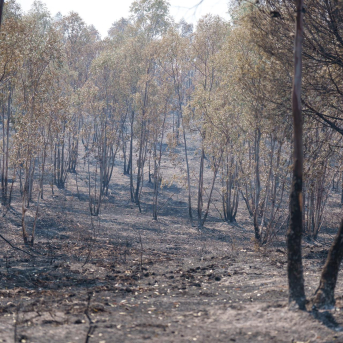 La FAC donará tres toneladas de grano a las sociedades de caza afectadas por el incendio de Niebla La FAC donará tres toneladas de grano a las sociedades de caza afectadas por el incendio de Niebla