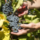UAGA anticipa la vendimia más temprana en Rioja Alavesa con una cosecha de calidad excelente