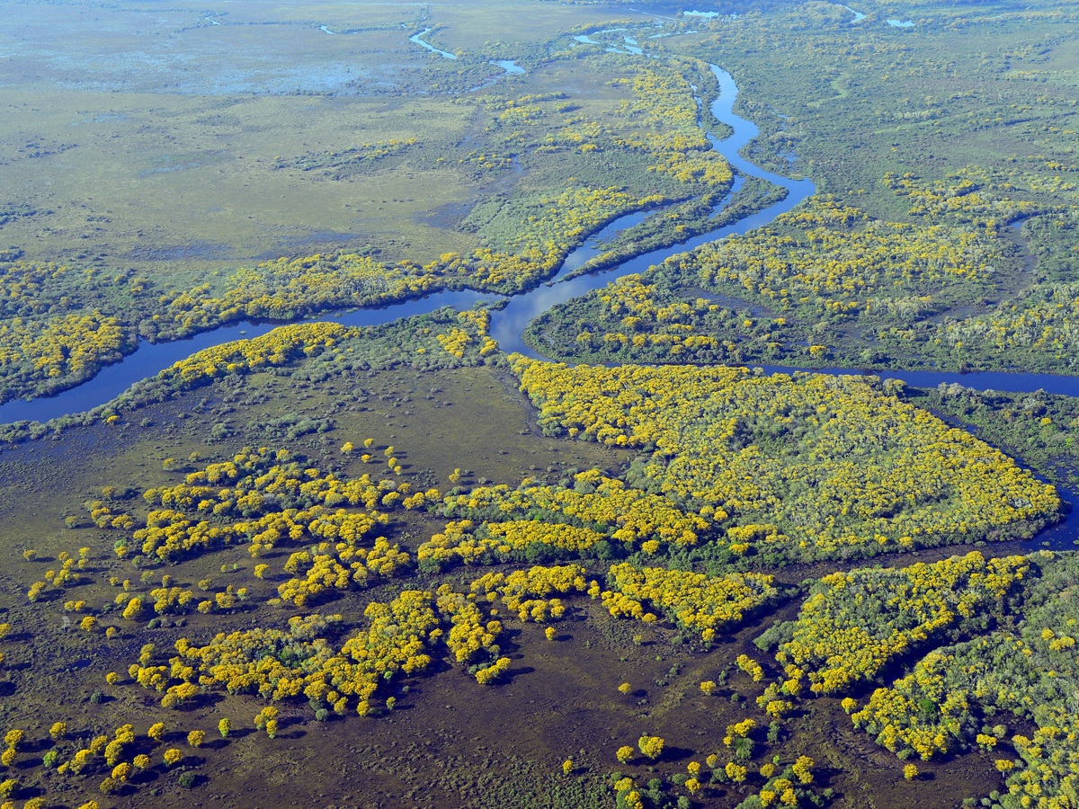 Irudia Pantanal Brasilen. Irudia Pantanal Brasilen.
