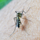 Mosquito portador del virus del Nilo Occidental (VNO). JUNTA DE ANDALUCÍA