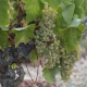 ARAG-Asaja denuncia que en Rioja sobran bodegas que ajustan sus cuentas a costa del viticultor