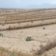 El Consorcio del Agua de Lanzarote destina 150.000 euros para abaratar el agua del sector primario