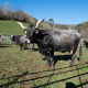 Cantabria lanza ayudas por 1,1 millones para impulsar el nuevo Plan de la Carne