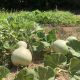 Agricultura abre el plazo para solicitar las estancias del programa Cultiva 2026