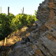 Un vino de Família Torres, elegido como el mejor Pinot Noir de Chile por James Suckling