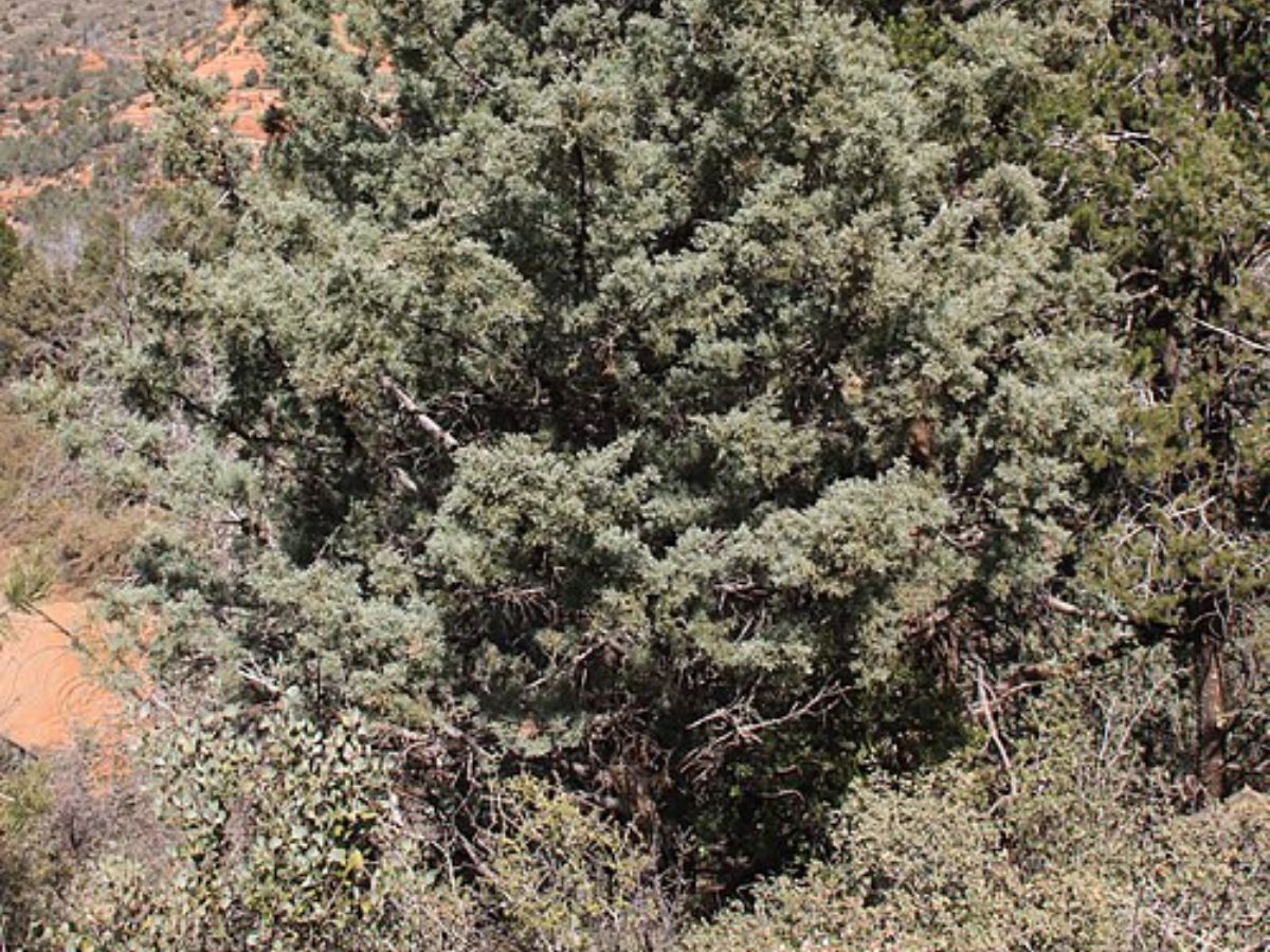 La retirada de las arizónicas es una manera de prevenir los incendios forestales. Wikimedia Commons. La retirada de las arizónicas es una manera de prevenir los incendios forestales. Wikimedia Commons.