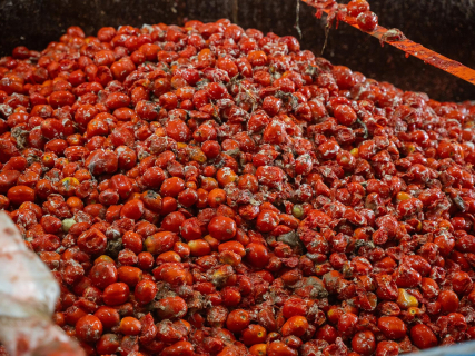 La Tomatina de Buñol celebrará su 79 edición con 150.000 kilos de tomates, 30.000 más que el año pasado