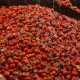 La Tomatina de Buñol celebrará su 79 edición con 150.000 kilos de tomates, 30.000 más que el año pasado