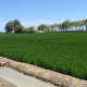 AVA-Asaja augura una campaña complicada para el arroz por el desplome de precios y los altos costes