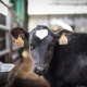 Una vaca en una granja. Iñaki Berasaluce - Europa Press