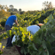 El Condado inicia la vendimia con buenas expectativas de calidad por la excelente condición de la uva