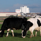 La Junta y Covap reúnen a ganaderos de leche por la caída de producción en Córdoba
