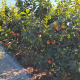 AVA alerta de una oleada de robos de trampas contra la mosca de la fruta en cítricos y caquis de l'Horta Sud