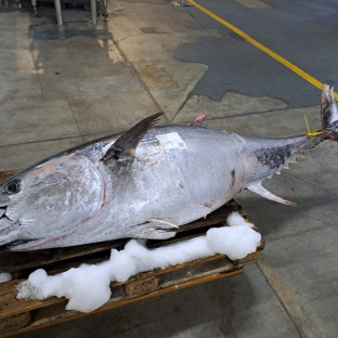 Un atún rojo de 163,5 kilos y 2 metros sale a subasta en la Rula de Avilés Un atún rojo de 163,5 kilos y 2 metros sale a subasta en la Rula de Avilés