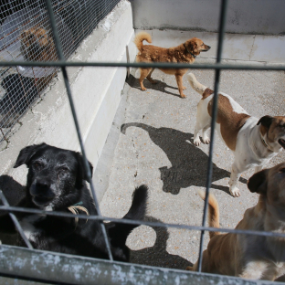Varios perros en una de las jaulas de la Sociedad Protectora de animales de Lugo | Europa Press Varios perros en una de las jaulas de la Sociedad Protectora de animales de Lugo | Europa Press