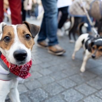 Imagen de archivo de dos perros durante la ‘Sanperrestre’ 2024, a 30 de diciembre de 2024, en Madrid (España) | EDUARDO PARRA (EUROPA PRESS). Imagen de archivo de dos perros durante la ‘Sanperrestre’ 2024, a 30 de diciembre de 2024, en Madrid (España) | EDUARDO PARRA (EUROPA PRESS).