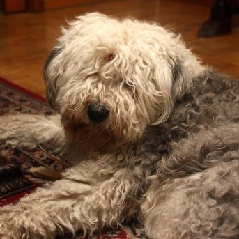 AUT-043-Catalunya tenía casi 1,3 millones de perros y 344.385 gatos con chip registrados en 2024