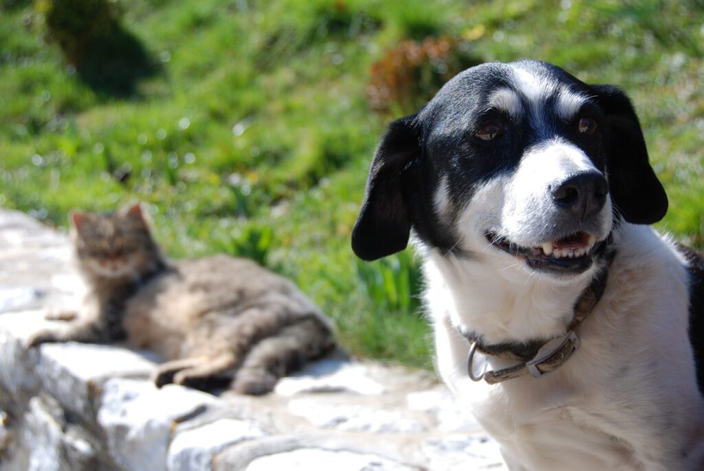 Imagen de un perro junto a un gato. Fuente, Pixabay.jpg