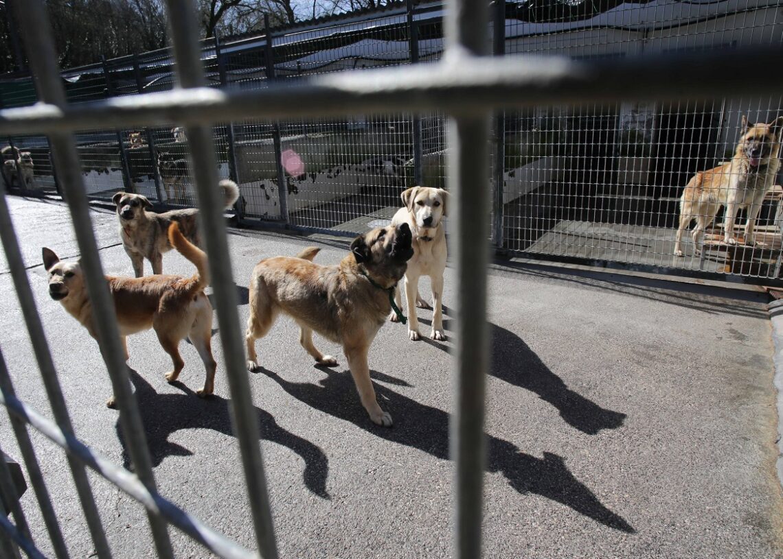 Imagen de archivo de varios perros en una de las jaulas de la Sociedad Protectora de animales de Lugo. Fuente EuropaPress/ Carlos Castro.