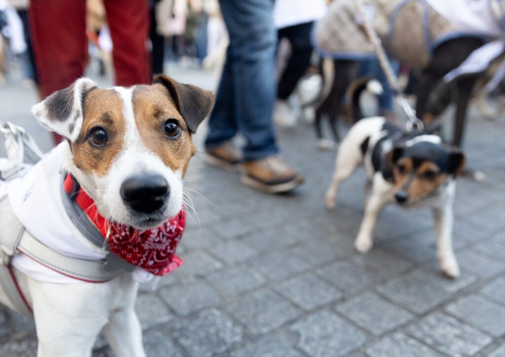Imagen de archivo de dos perros durante la ‘Sanperrestre’ 2024, a 30 de diciembre de 2024, en Madrid (España) | EDUARDO PARRA (EUROPA PRESS).