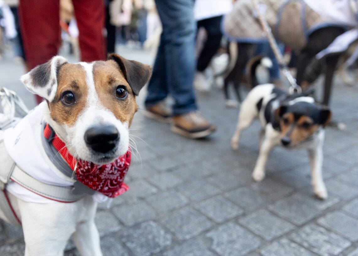 Imagen de archivo de dos perros durante la ‘Sanperrestre’ 2024, a 30 de diciembre de 2024, en Madrid (España) | EDUARDO PARRA (EUROPA PRESS).