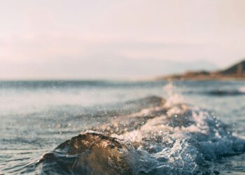 La salud del planeta está muy vinculada con la salud humana y veterinaria (Mourad Saadi/Unsplash)