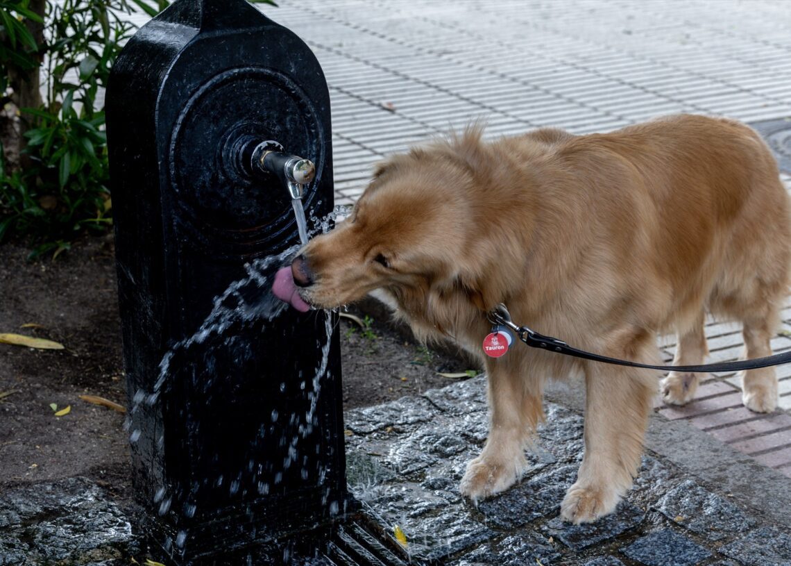 Foto de archivo de un perro bebiendo agua de una fuente, durante un episodio de calor “extraordinario”, el pasado 31 de mayo de 2025, en Madrid | RICARDO RUBIO (EUROPA PRESS)