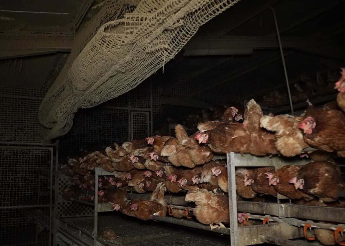Gallinas en la granja avícola de LlucmajorARDE