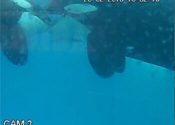 Mordisqueo de lengua en dos orcas salvajes filmado en unos fiordos al oeste de NoruegaLORO PARQUE FUNDACIÓN