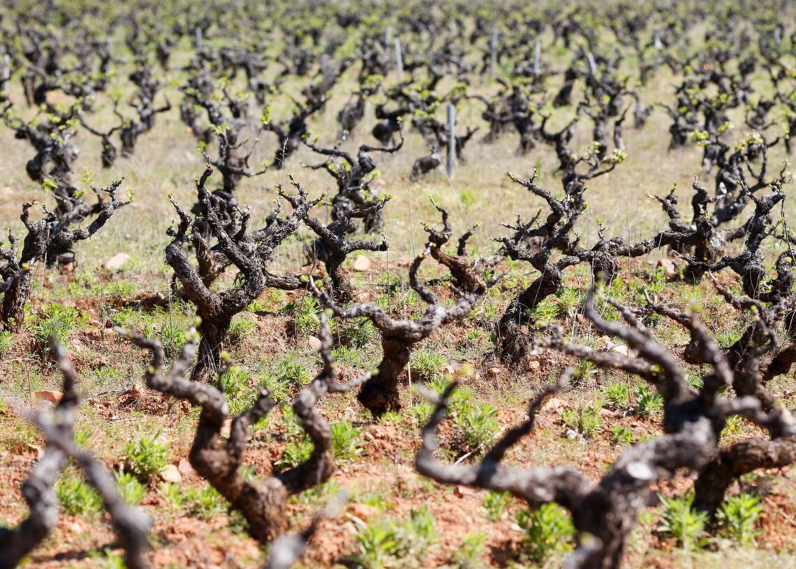 Archivo - Viñedo de cepas vieja Carlos Castro - Europa Press - Archivo