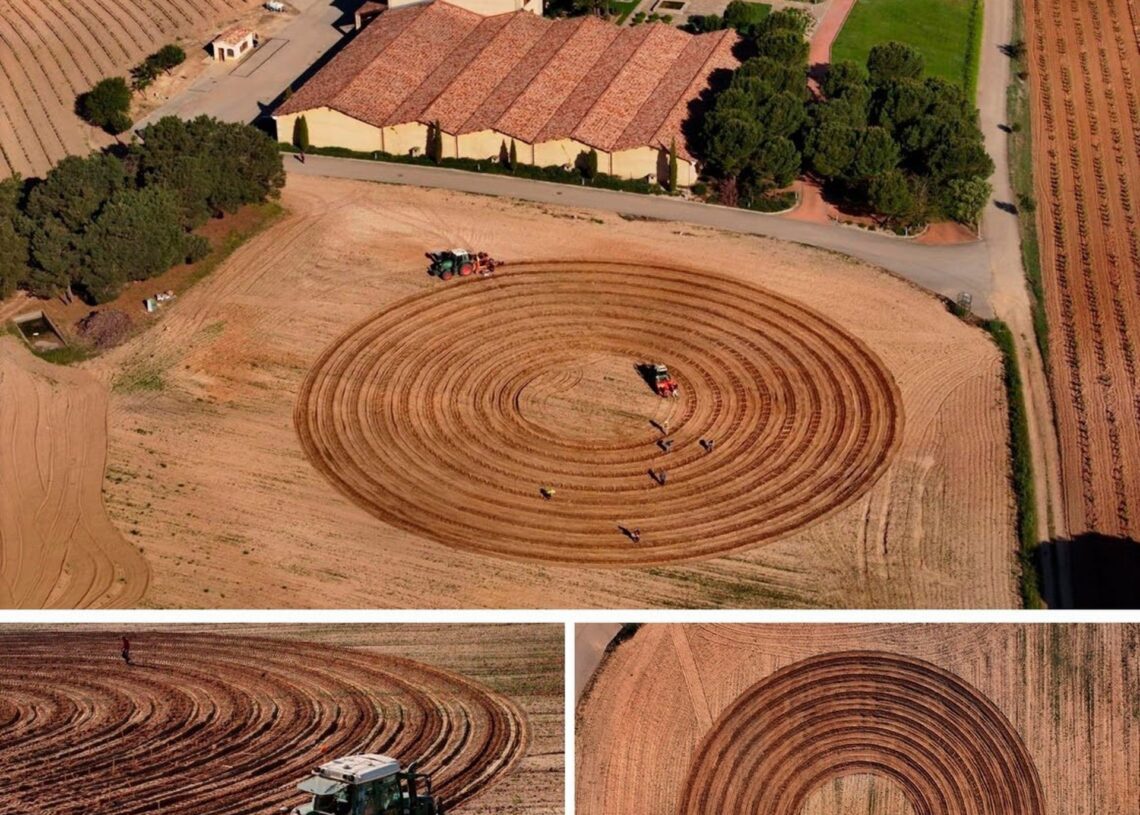 Plantaciones del primer viñedo en espiral de España, en Áster (Anguix, Burgos) de La Rioja Alta, S.A.LA RIOJA ALTA, S.A.