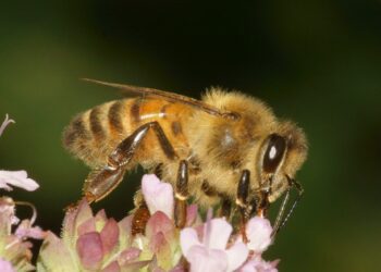 Archivo - Abeja melífera.FLICKR - Archivo