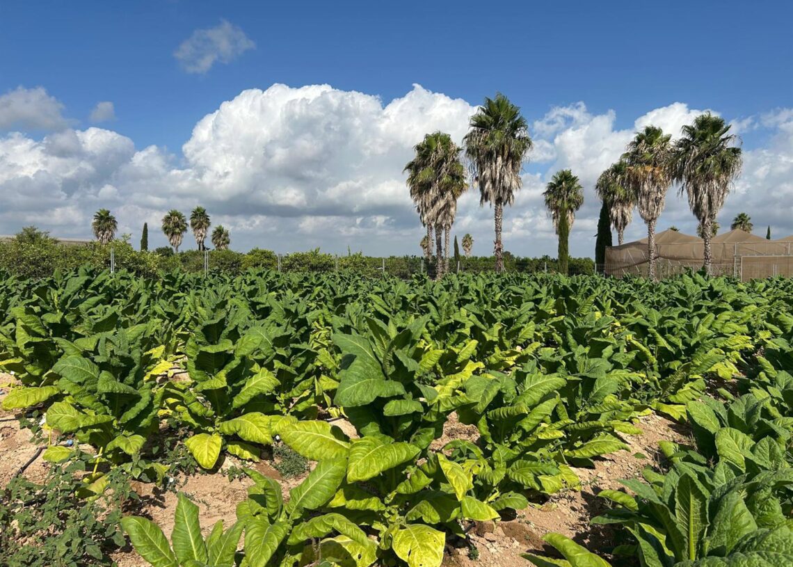 Un estudio pionero produce tabaco sin nicotina y con compuestos farmacológicos en la finca SinyentAVA