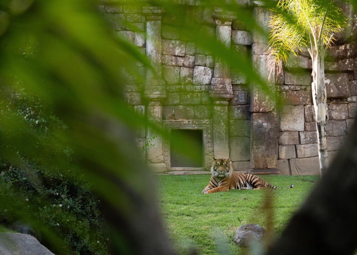 Tigre de Sumatra Bioparc FuengirolaBIOPARC FUENGIROLA